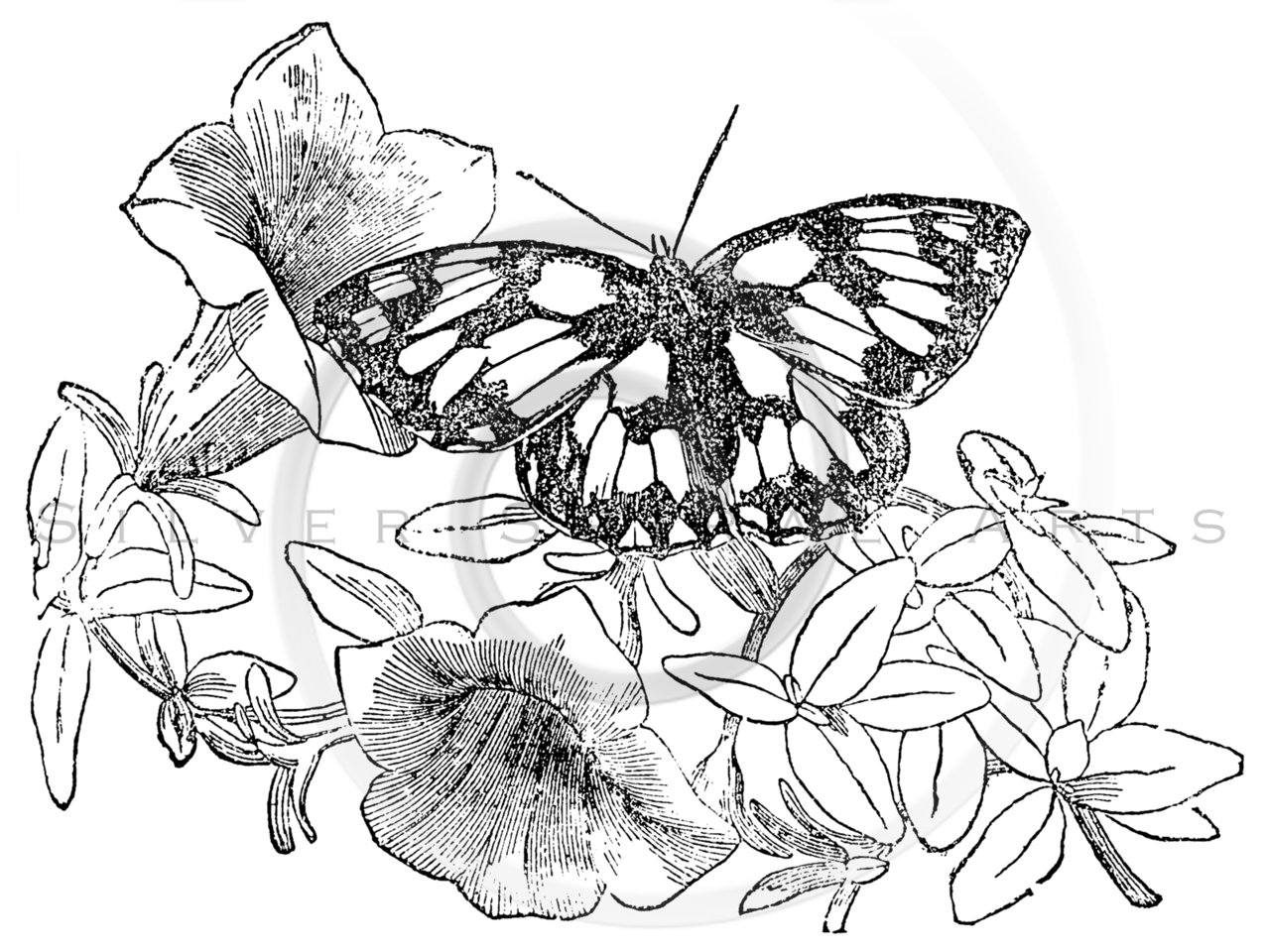 1278x960 Royalty Free Stock Vintage Illustrations Photo Keywords Butterfly