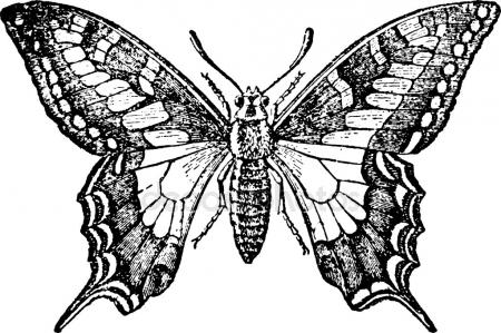 450x299 Vintage Drawing Butterfly Stock Photo