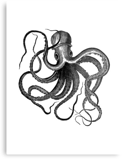 422x550 Vintage Octopus Illustration Metal Prints By Stilleskygger