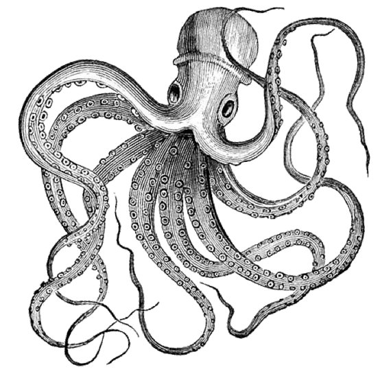 Vintage Octopus Drawing at GetDrawings | Free download