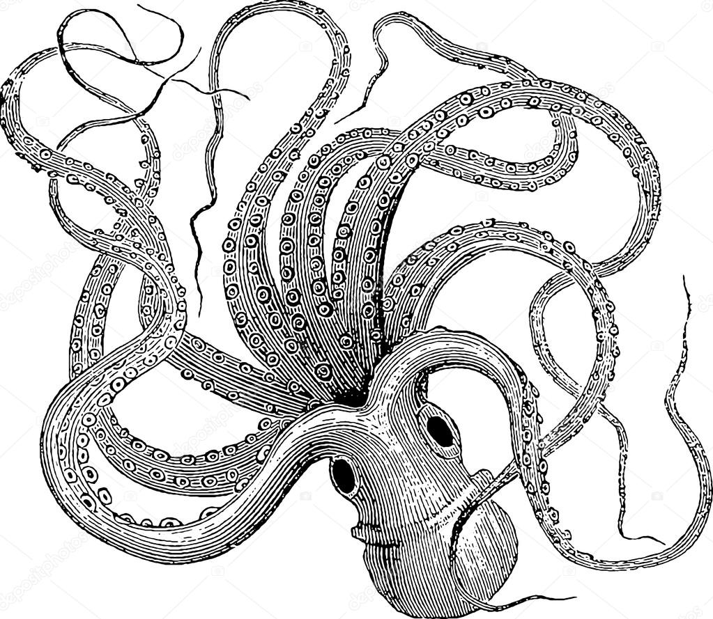 Vintage Octopus Drawing at GetDrawings | Free download