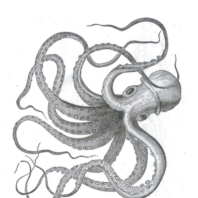 800x800 Vintage Octopus Kraken Nautical Steampunk Preppy Goth Sea Creature