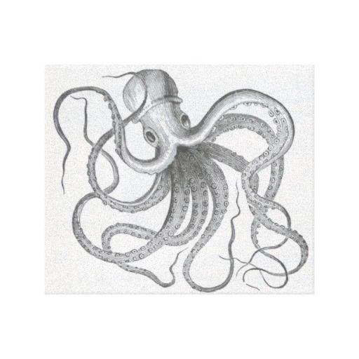 512x512 Vintage Octopus Sketch Sketches And Drawings