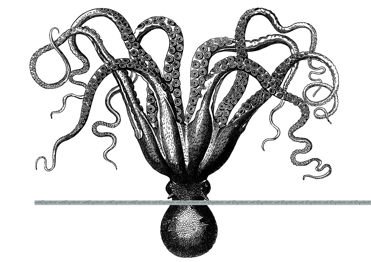 1191x842 Xl Vintage Octopus