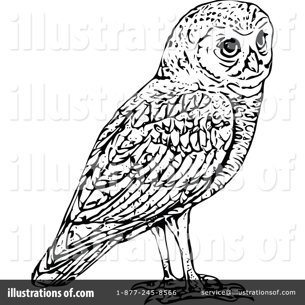 1024x1024 Owl Clipart