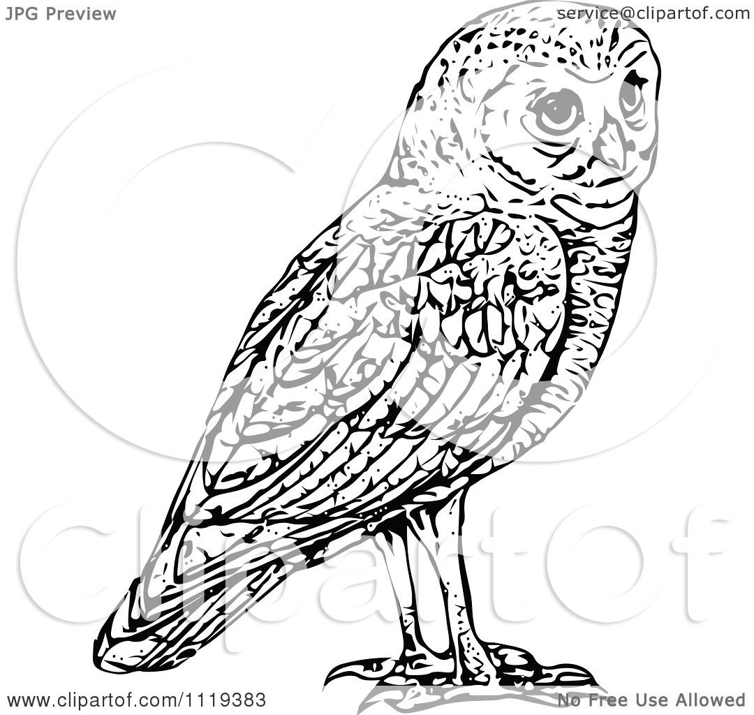 1080x1024 Clipart Of A Retro Vintage Black And White Owl