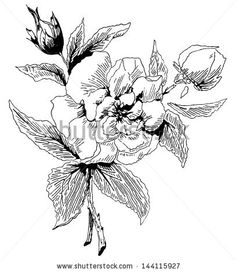 236x272 Ink Drawing Vintage Rose Stock Photos, Images, Amp Pictures