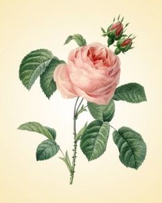 236x295 Pin By Lianghongan On 454