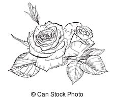 226x194 Pink Rose Flowers And Leaves In Vintage Style. Hand Drawn