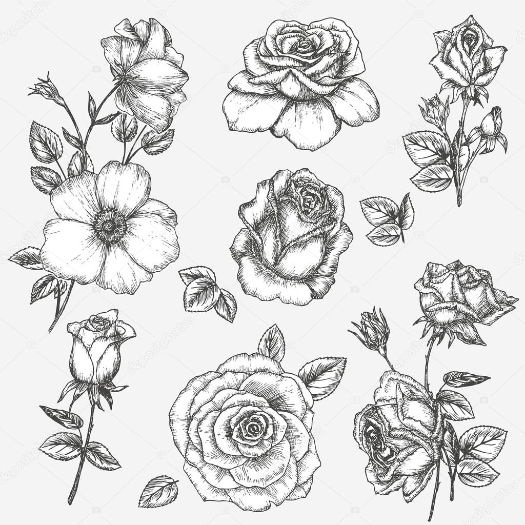 1024x1024 Rose Set Stock Vector Nordfox