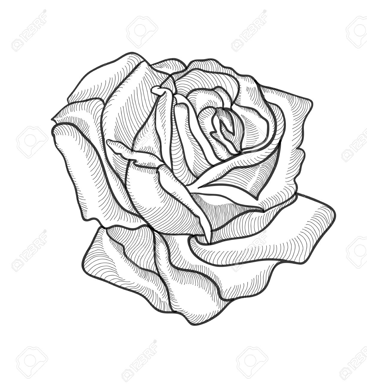 1226x1300 Vintage Hand Drawing Rose Vector Eps 8 Royalty Free Cliparts