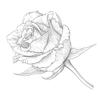 320x320 Vintage Hand Drawn Rose Logo Emblem Sign Set Stock Vector