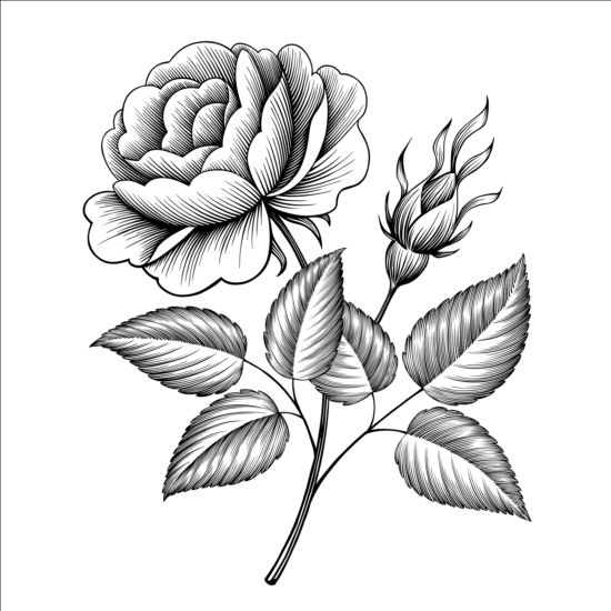 550x550 Vintage Rose Engraving Template Vector