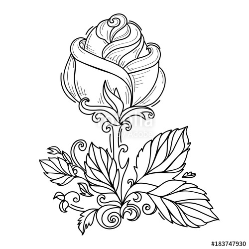 500x500 Vector Hand Drawn Sketch Style Elegant Vintage Rose Wild Flower