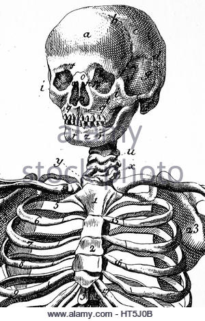 300x468 Human Biology, Anatomy Illustration. Engraved Hand Drawn In Old