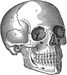 236x264 Skull Diagram Image Digital Download Printable Skull Illustration