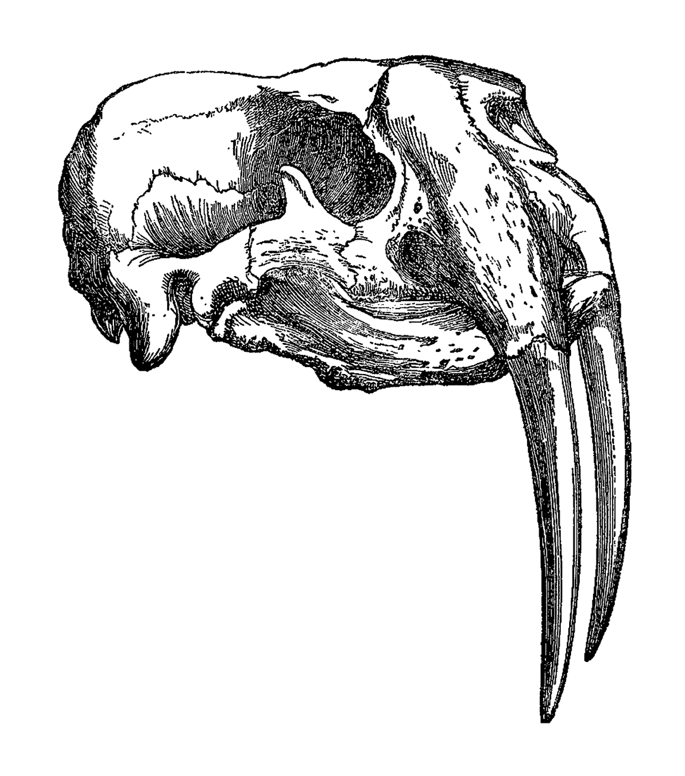 1413x1600 Antique Images Walrus Skull Digital Download Of Animal Image Transfer