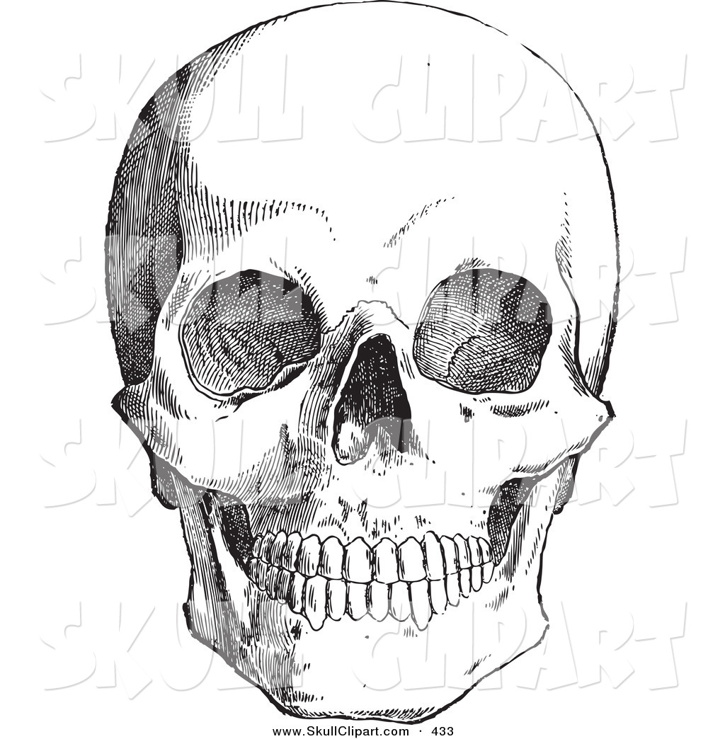1024x1044 Vector Clip Art A Vintage Black And White Anatomical Sketch