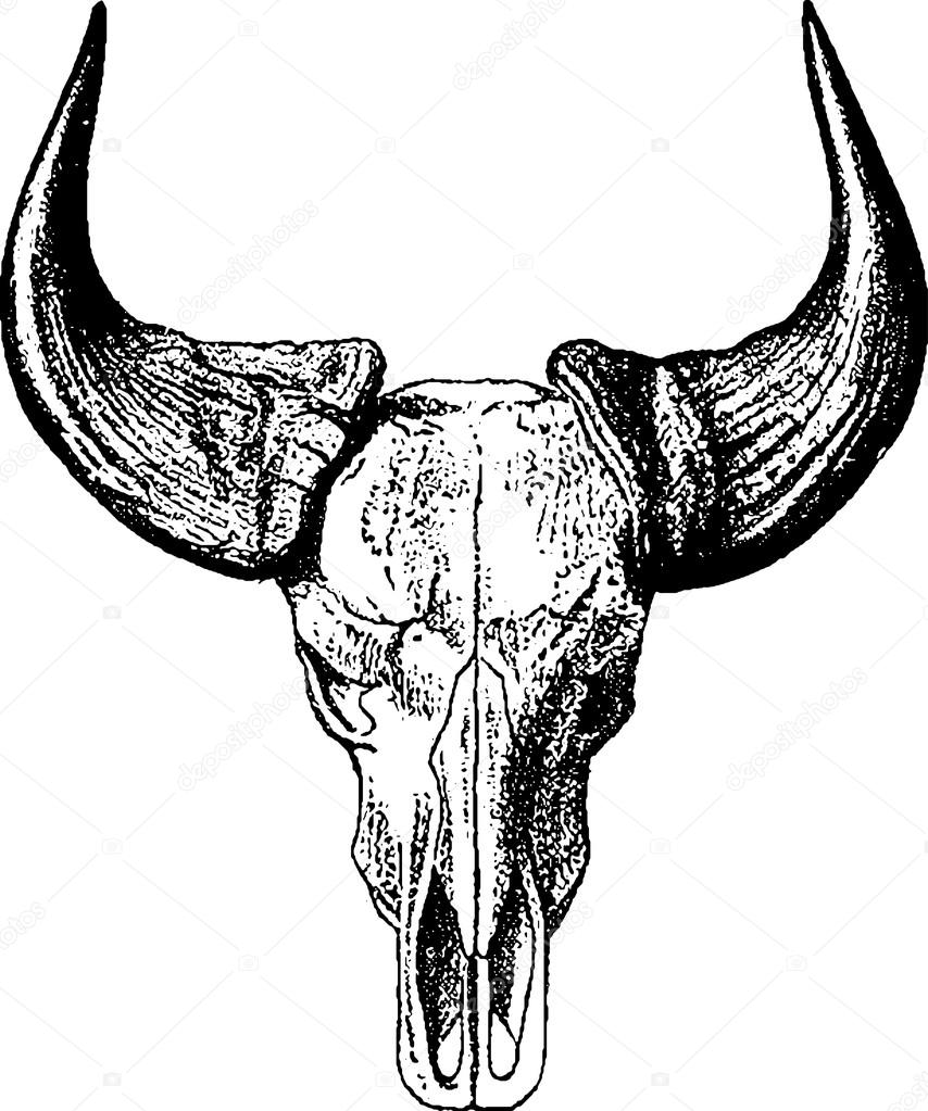 854x1023 Vintage Image Bull Skull Stock Photo