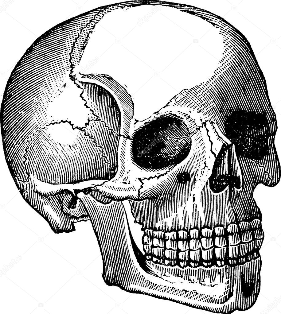 915x1023 Vintage Image Human Skull Stock Photo