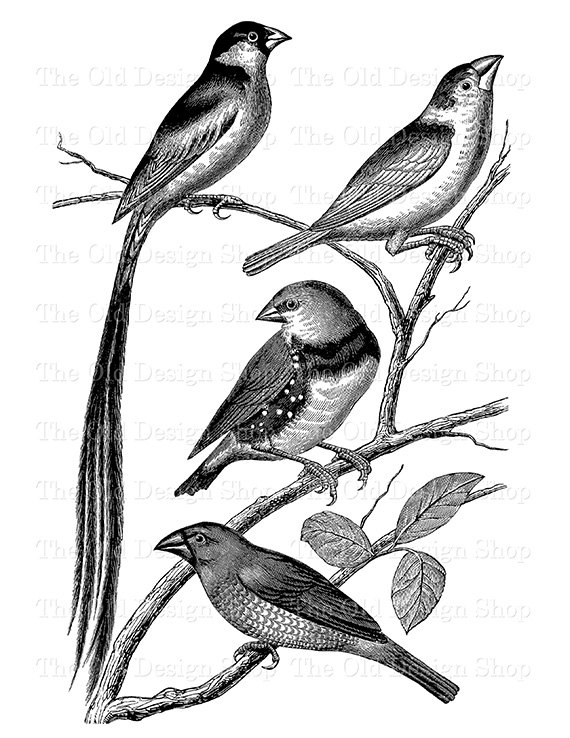 570x738 Bird Clip Art Vintage Sparrow Finch Printable Illustration Digital