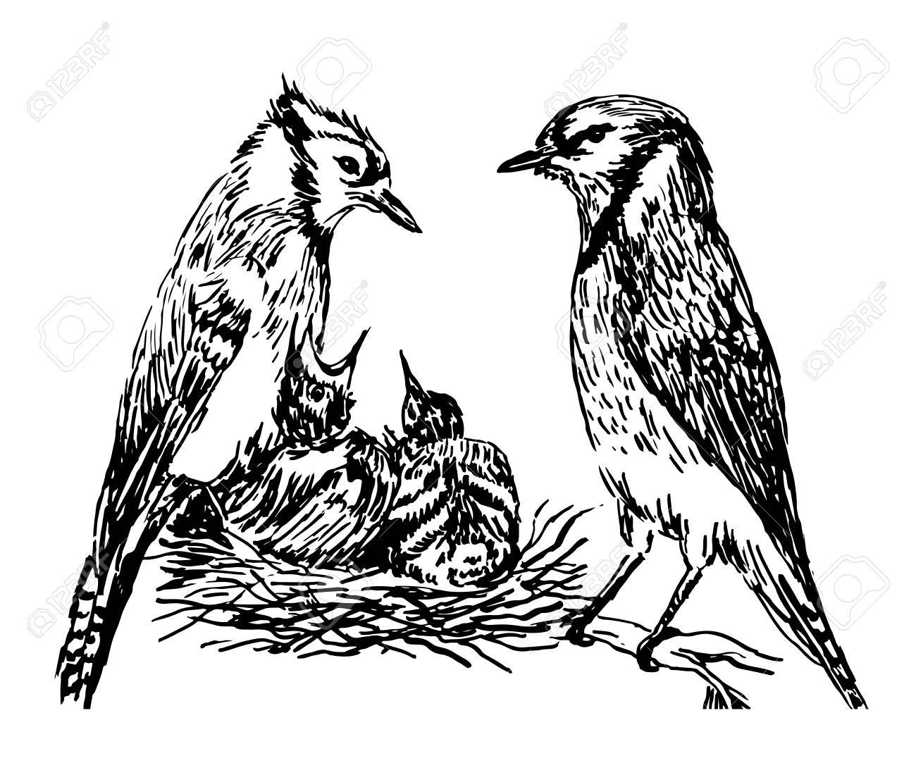 1300x1083 Drawing A Pair Of Forest Birds In The Nest Feeding Chicks Sketch