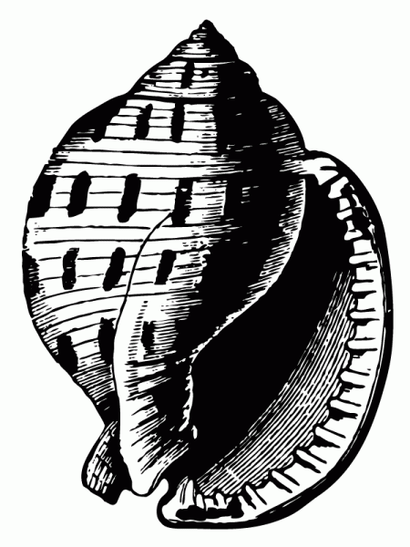 450x600 Four Beautiful Free Vintage Seashell Illustrations Vintage Fangirl