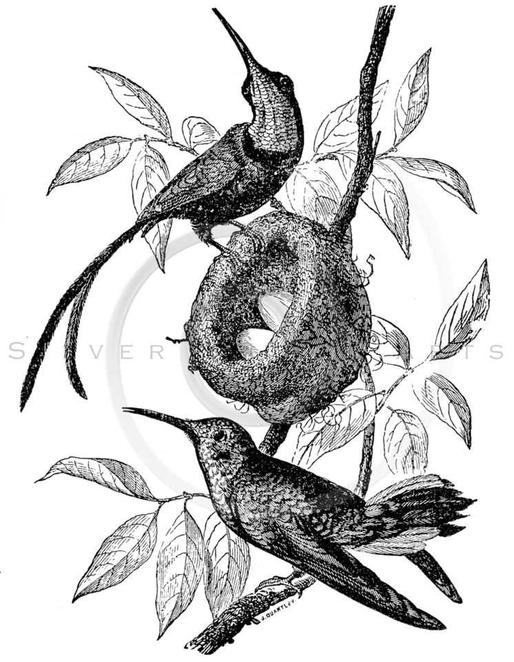 746x960 Royalty Free Stock Vintage Illustrations Photo Keywords Nests