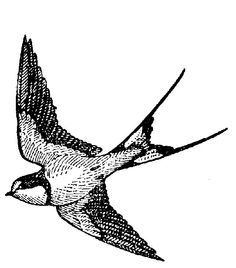 236x268 12 Best Swallow Images On Draw, Drawings And Spring