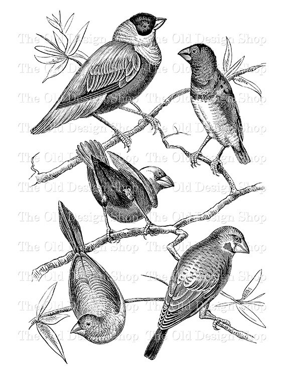 570x738 Bird Clip Art Vintage Printable Finch Birds On By Theolddesignshop