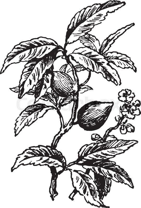 542x800 In This Image The Branch, Blossom, And Fruit Are The Almond Tree