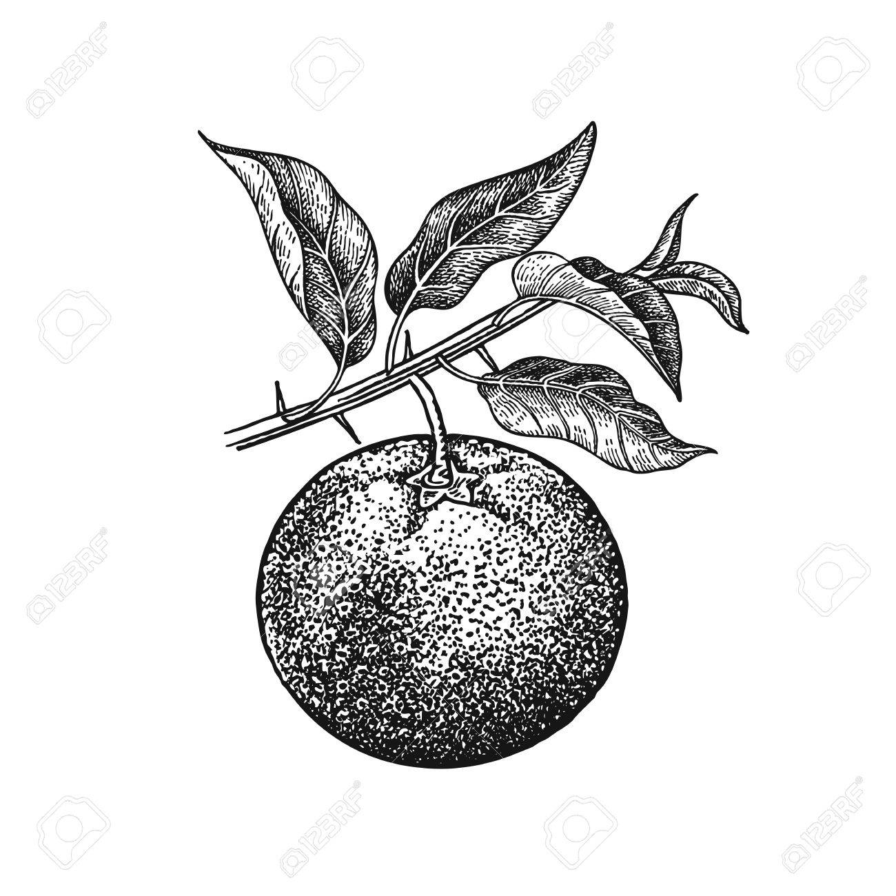1300x1300 Mandarin. Realistic Vector Illustration Plant. Hand Drawing Fruit
