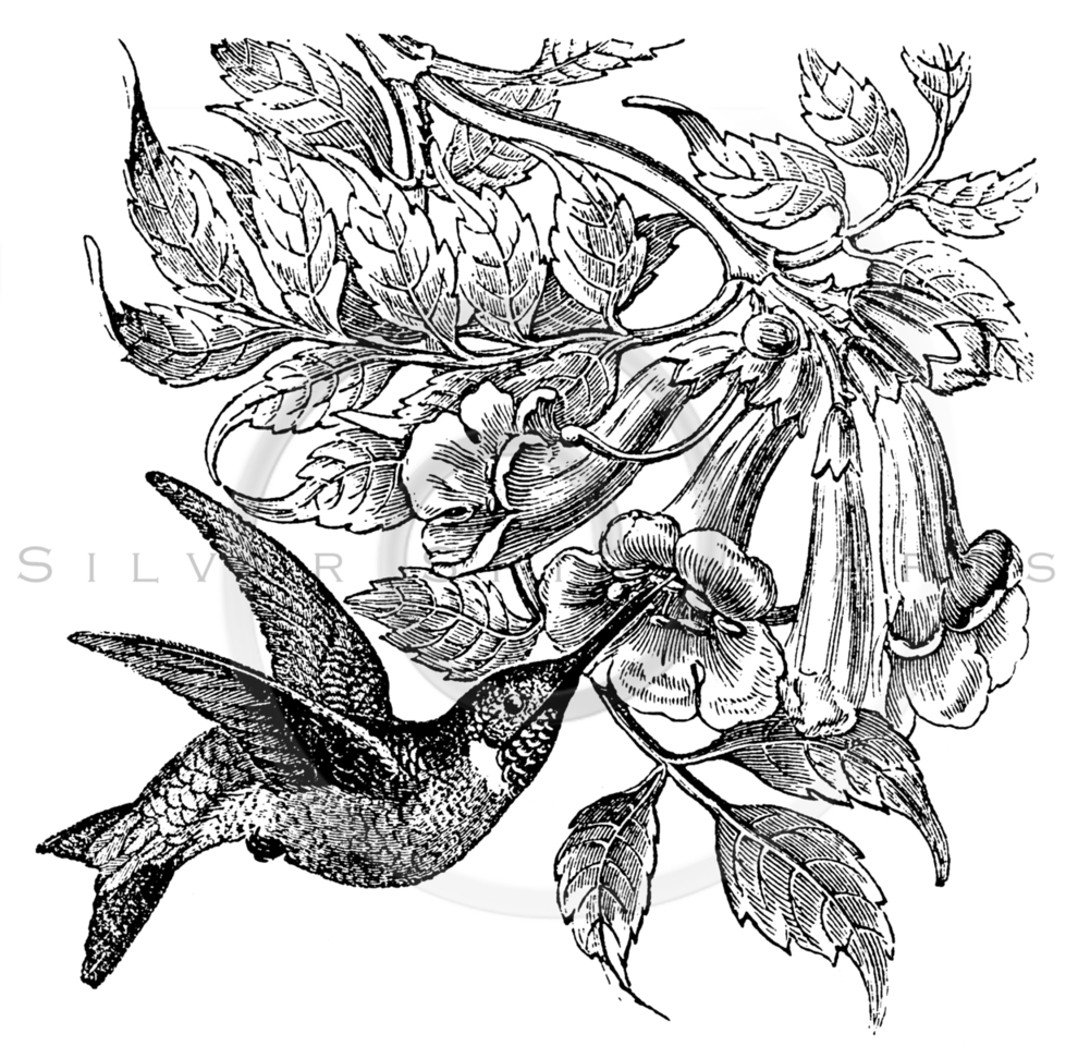 990x960 Royalty Free Stock Vintage Illustrations Photo Keywords