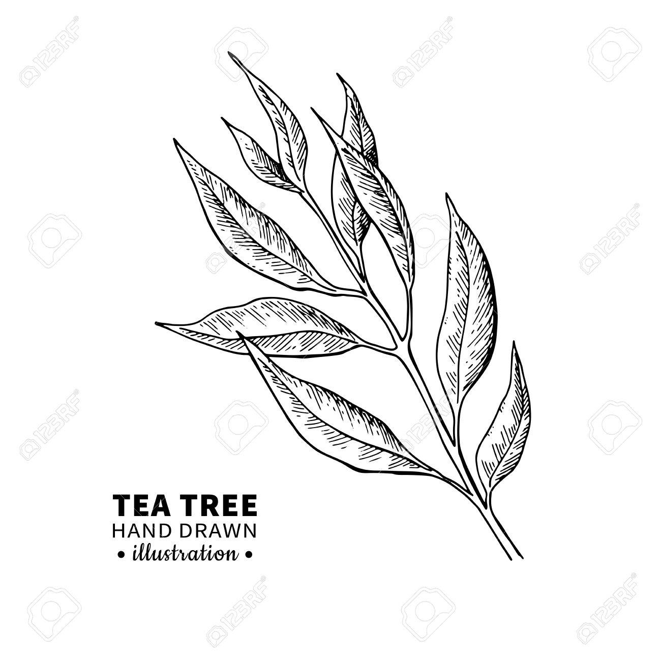 1300x1300 Tea Tree Vector Drawing. Isolated Vintage Illustration Of Medical