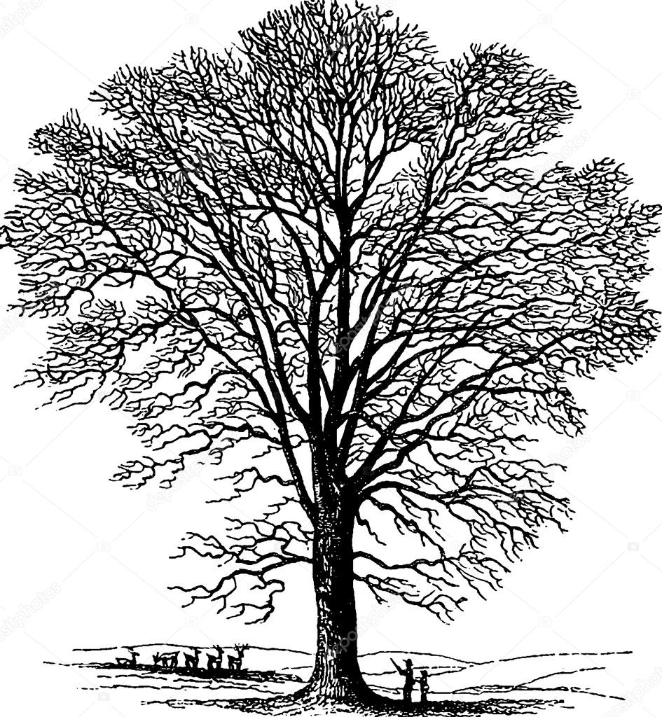 945x1024 Vintage Drawing Tree Stock Photo