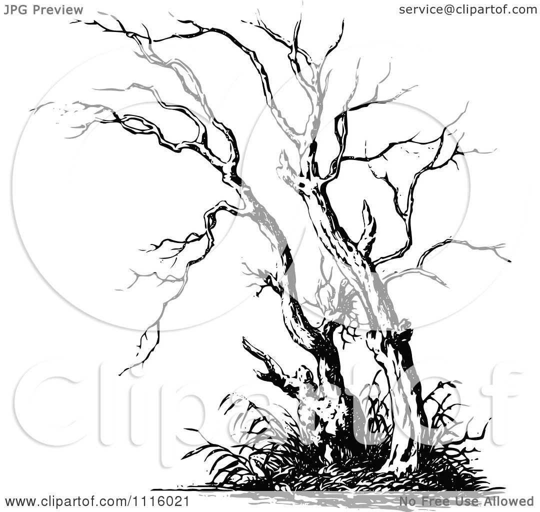 1080x1024 Clipart Retro Vintage Black And White Bare Tree 2