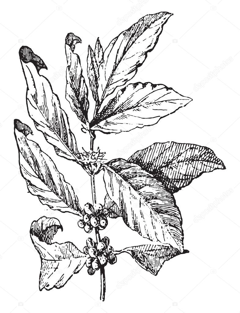 785x1023 Coffee Tree, Vintage Engraving. Stock Vector Morphart