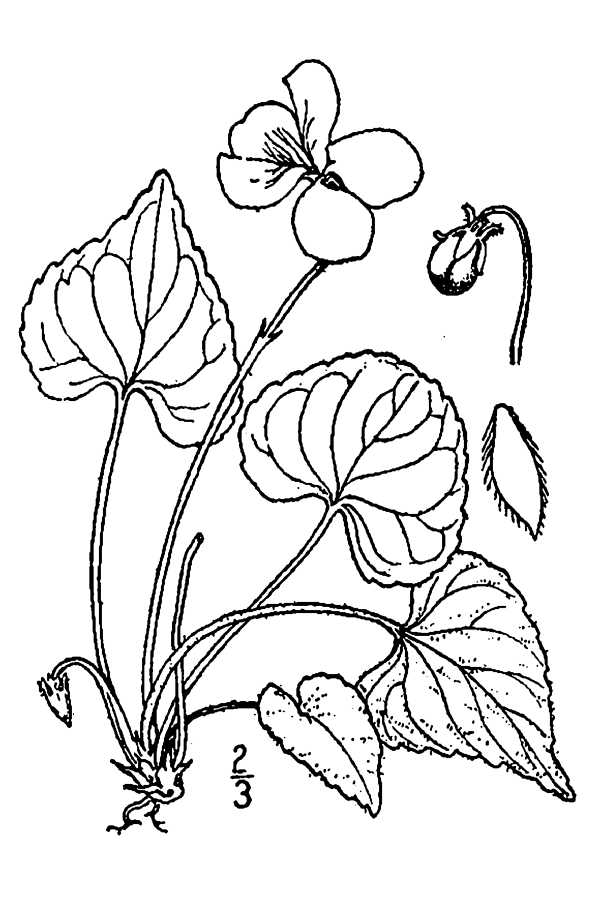 600x900 Large Image For Viola Septentrionalis (Northern Woodland Violet