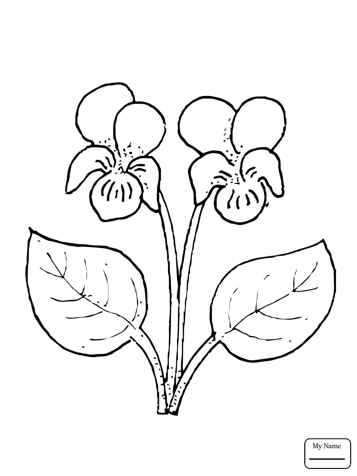1224x1632 Flowers Heartsease Viola Tricolor Flower Coloring Pages For Kids