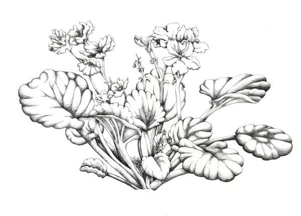 600x430 African Violet Flower Drawing Snowdrop Flower Drawing