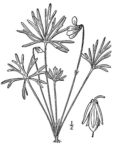 380x500 Prairie Violet, Viola Pedatifida G.don