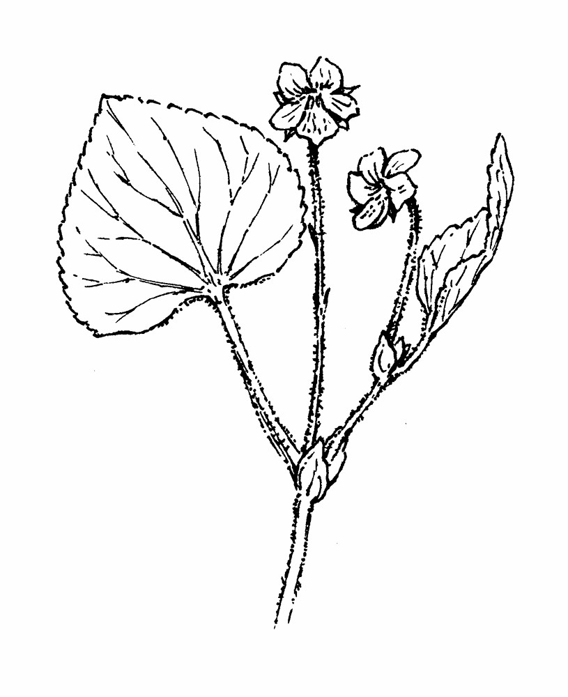 815x1000 Viola Pubescens (Yellow Forest Violet) Go Botany