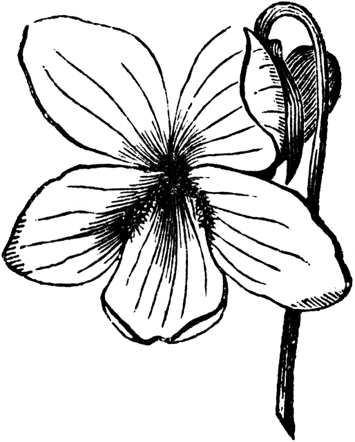 514x640 Violet Clipart Etc