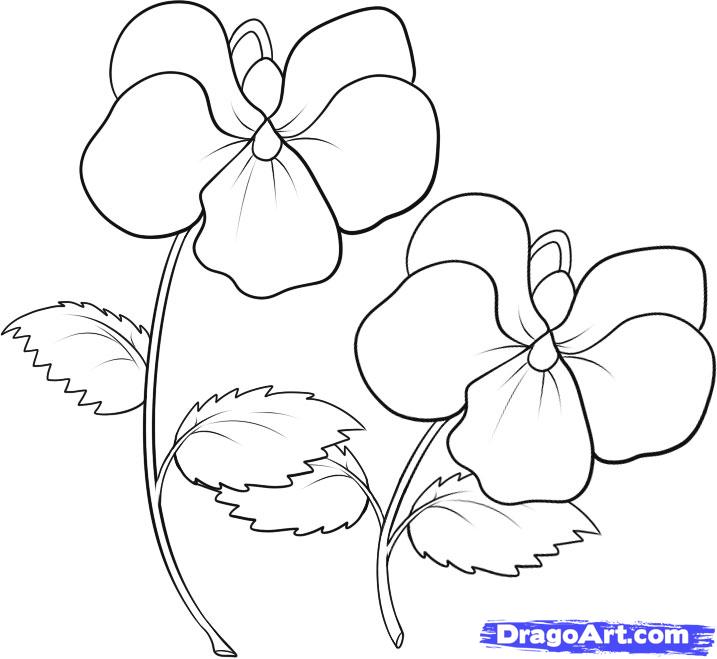 717x659 Violet Coloring Pages How To Draw Violets Step 6 A Single