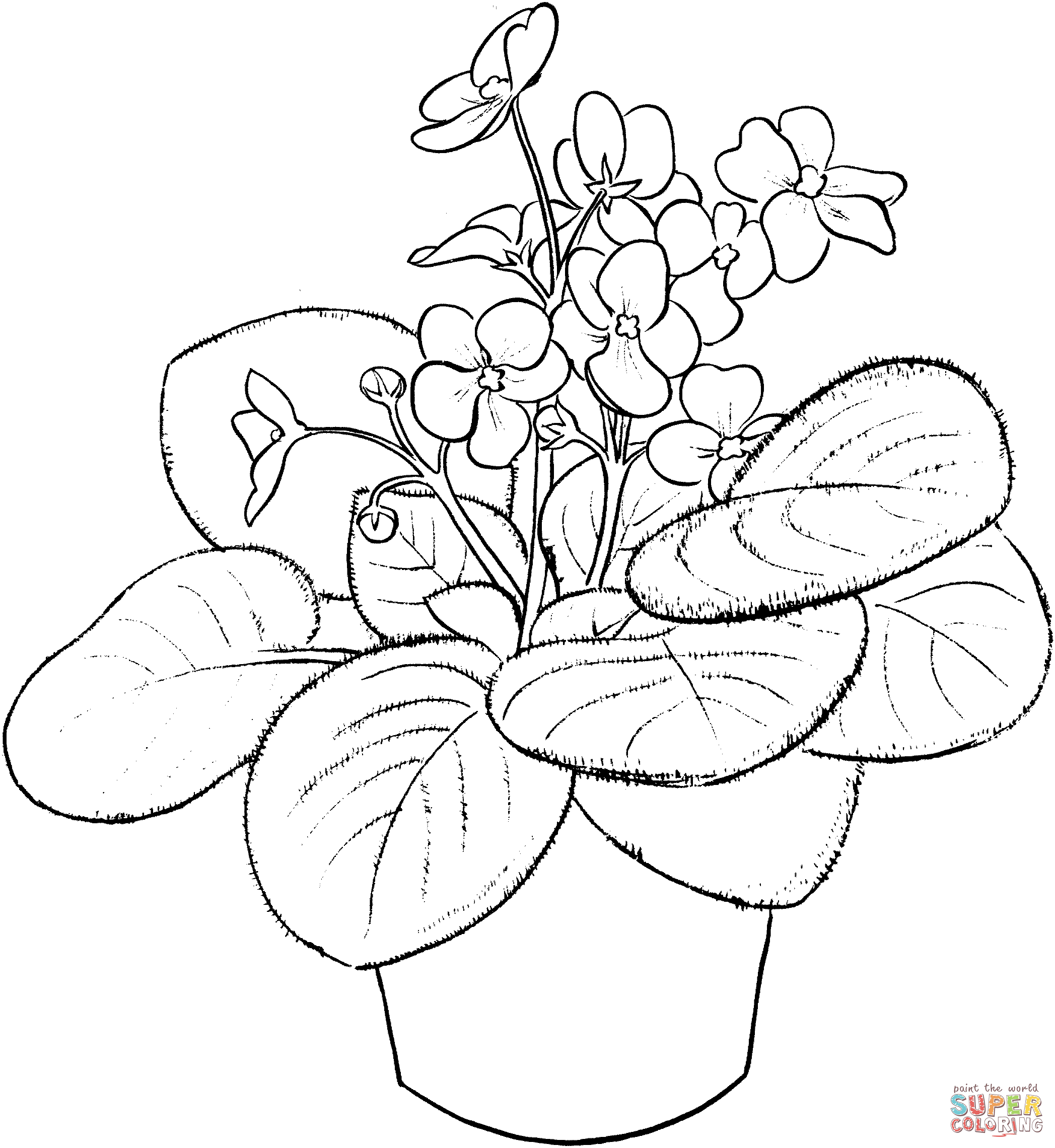 2095x2280 Violet Coloring Pages Free Coloring Pages
