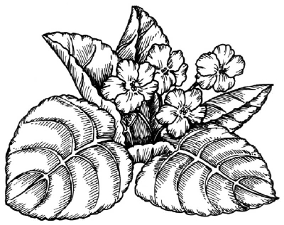 400x317 How To Draw A Violet Howstuffworks