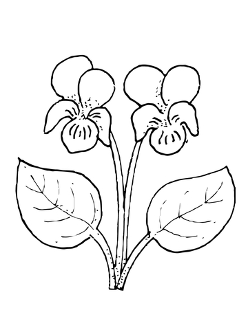 360x480 Violet Flower Coloring Page Free Printable Coloring Pages