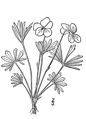 275x380 Bird's Foot Violet, Viola Pedata L.