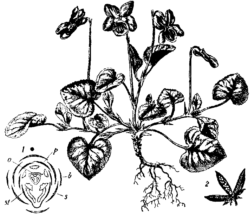 850x726 Filebritannica Violet Viola Canina.png