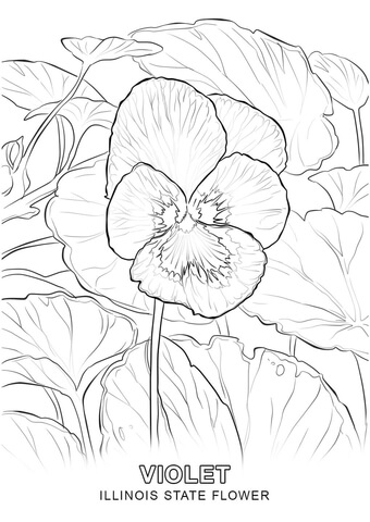 340x480 Illinois State Flower Coloring Page Free Printable Coloring Pages